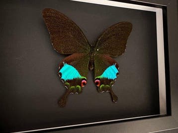 Papillon Support de corps entier pour taxidermie - Papilio