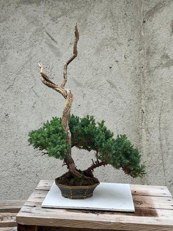 Jeneverbes bonsai (Juniperus) - Hoogte (boom): 39 cm -