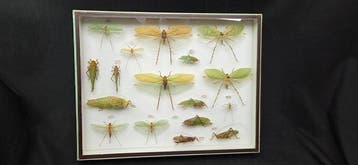 Rare leaf grasshoppers insects perfect-ex French, Nieuw