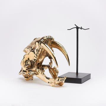 Sabeltandkat Schedel - (Smilodon) - 38 cm - 18 cm - 32 cm