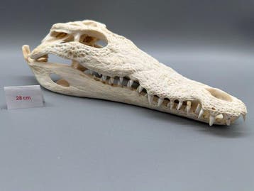 Nijlkrokodil Schedel - Crocodylus niloticus - 8 cm - 12 cm -