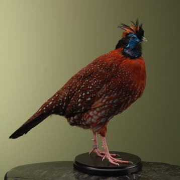 Temmincks Tragopaan Taxidermie Opgezette Dieren By Max, Ophalen of Verzenden, Opgezet dier
