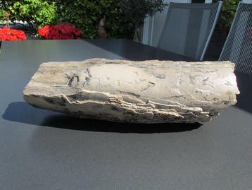 Zuidelijke mammoetslagtandsectie - Gefossiliseerde slagtand, Verzamelen
