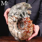 Fossiel Douvilleiceras ammoniet met calciet en pyriet –