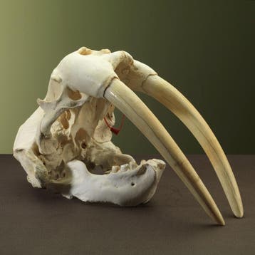 Walrus Schedel Taxidermie Opgezette Dieren By Max, Ophalen of Verzenden, Nieuw, Wild dier, Opgezet dier