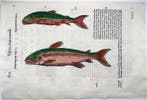Aldrovandi; Fish, Arctic Char - hand coloured folio - 1638, Antiek en Kunst