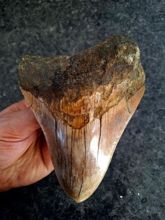 Megalodon - Fossiele tand - 13.3 cm - 10 cm, Collections, Minéraux & Fossiles