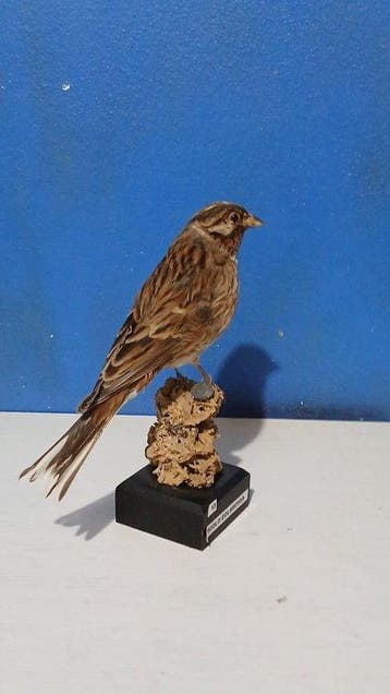 Zigolo golarossa Taxidermie volledige montage - Emberiza