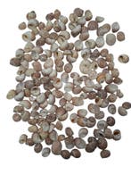 Pull Muttai Schelpen Naturel 500 gram, Nieuw