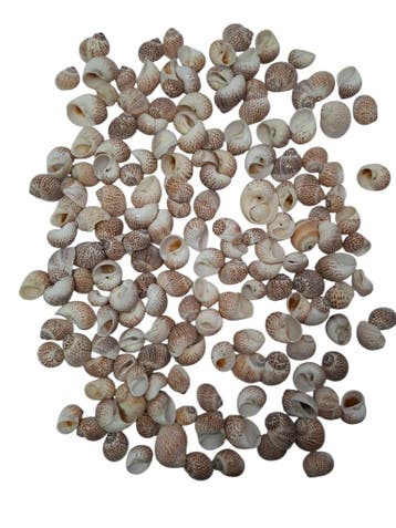 Pull Muttai Schelpen Naturel 500 gram, Nieuw