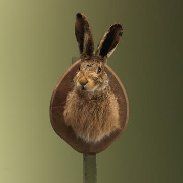 Haas Taxidermie Opgezette Dieren By Max, Ophalen of Verzenden, Opgezet dier