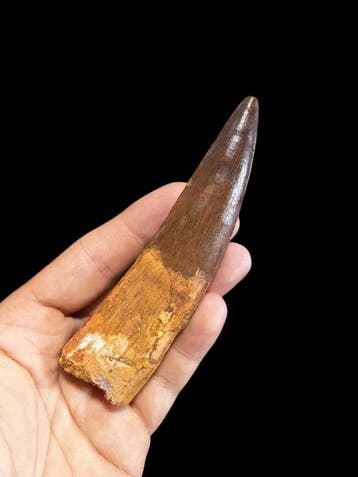 enorme tand - Fossiele tand - Spinosaurus Aegyptiacus - 13, Verzamelen