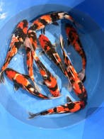 Hirasawa Marusei  32-37 cm (Japanse Koi), Ophalen of Verzenden