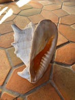 Conque Coquillage marin - Cassis cornuta (Sans prix de