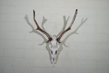 Fallow Buck Trophy Schedel - Dama dama----NO, Verzamelen, Nieuw