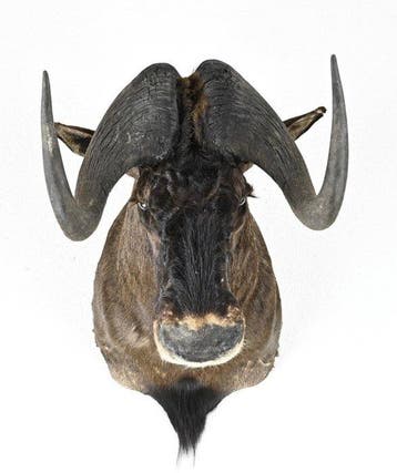 Gnoe Taxidermie volledige montage - Gnoe Taxidermie, Collections