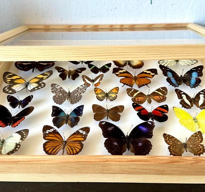 Kleurrijke entomologische collectie van 25 genummerde, Collections, Collections Animaux