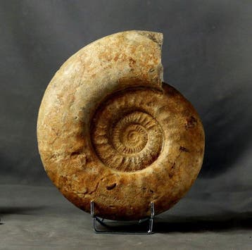 Ammonite décorative française - autoportante - Animal, Collections, Minéraux & Fossiles