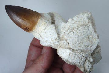 Mosasaurus - Gefossiliseerde kaak - Leiodon anceps - Fossil