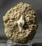 Uitzonderlijke fossiele schelp - Grote maat - Op originele, Verzamelen, Mineralen en Fossielen
