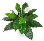 Kunstplant Lepelplant Wit 70 cm, Verzenden