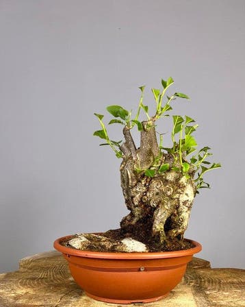 Magnolia stellata bonsai - Hoogte (boom): 55 cm - Diepte