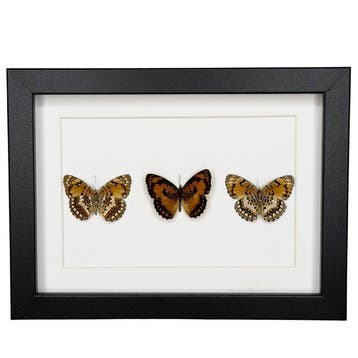 Vlinder Taxidermie volledige montage - Byblia Anvatara - 15