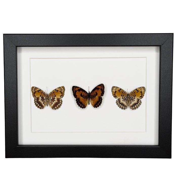Vlinder Taxidermie volledige montage - Byblia Anvatara - 15, Verzamelen, Mineralen en Fossielen