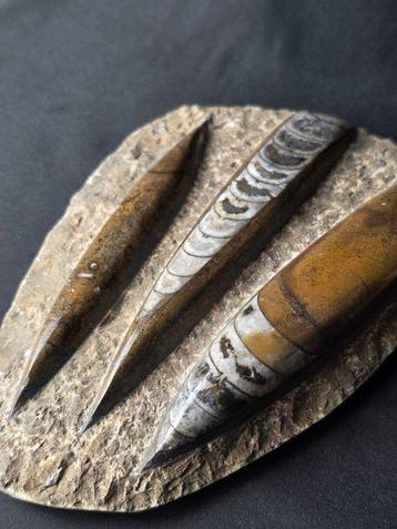 Orthoceras - Gefossiliseerd dier (Zonder minimumprijs)