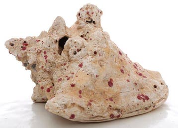 Conque Coquillage marin - Strombus gigas