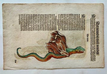World - Ray-fish; Conrad Gesner - Fischbuch - 1561-1580, Nieuw