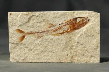 Roofvissen met zichtbare tanden - Gefossiliseerd dier -