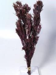 Salignum Rood met Cone, Maison & Meubles, Accessoires pour la Maison | Plantes & Fleurs artificielles