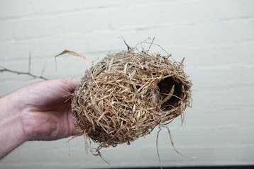 african weaver birdnest Bot - Sus scrofa - 10 cm - 55 cm -, Verzamelen, Dierenverzamelingen, Nieuw