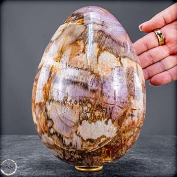 Ei van natuurlijk versteend hout – 2,6 kg fossiele
