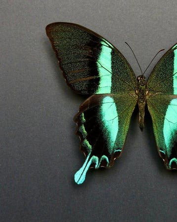 Vlinder Taxidermie volledige montage - Papilio blumei - 23