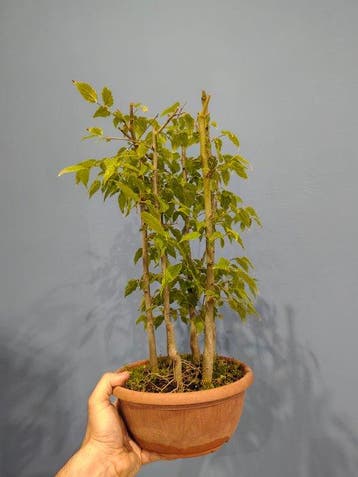 Bonsaï Micocoulier (Celtis) - Hauteur (arbre) : 47 cm -
