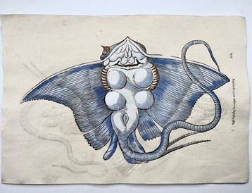 Aldrovandi; Fish, Stingrays - folio with 2 hand coloured