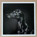 Ralph Hargarten - Black Whippet