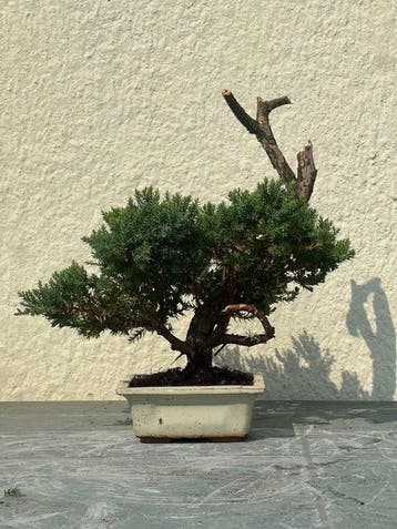 Jeneverbes bonsai (Juniperus) - Hoogte (boom): 27 cm -