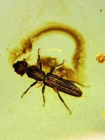 Salpingidae - Barnsteen - Salpingidae (Zonder minimumprijs), Verzamelen