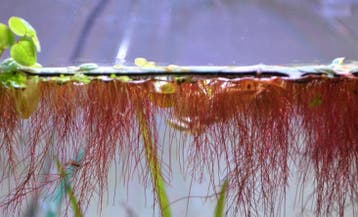 Phyllantus Fluitans - drijfplant (Aquariumplanten), Verzenden, Nieuw, Plant(en), Steen of Hout