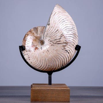 Prachtig gepolijste fossiele nautilusschelp Grote Nautilus