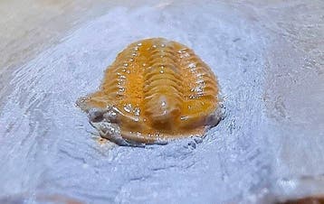 Oranje Ultrazeldzame Bigotina n.sp. Fossiel Trilobiet.