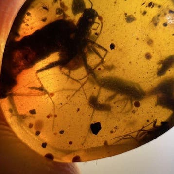 Mantodea (bidsprinkhanen) - Barnsteen - Mantodea (Zonder
