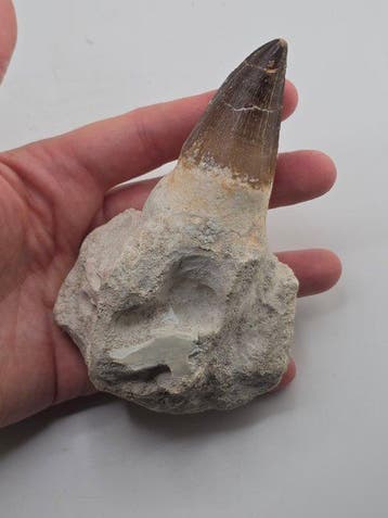Mosasaurus - Fossiele tand - 11.5 cm (Zonder minimumprijs)