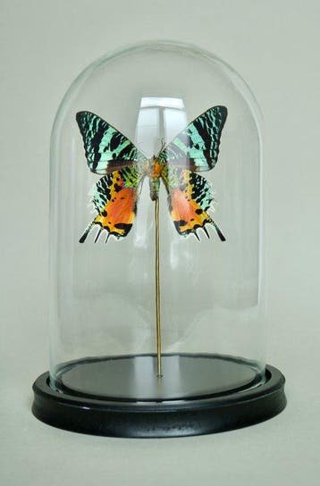 Vlinder Taxidermie volledige montage - Urania Ripheus, Antiek en Kunst
