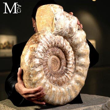 Monumentale getuigenis van het Midden-Jura - Grote fossiele, Verzamelen