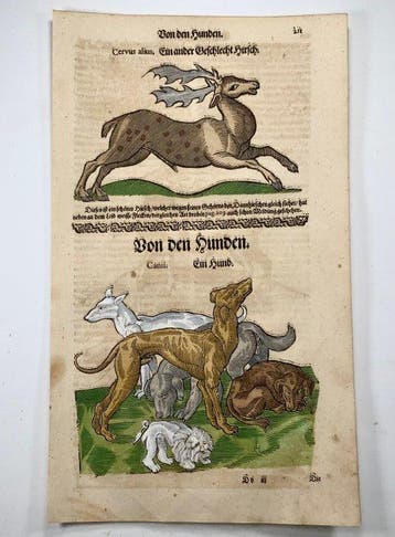 Conrad Gesner [1516-1565] - Domestic Dogs, Stag - Folio with