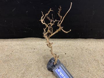Osaka Bonsai Tree nr 7 - 15x9x27cm - aquascaping boom, Ophalen of Verzenden, Nieuw, Plant(en), Steen of Hout